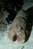 20010621_Tobia_Arba_Nacht_0077